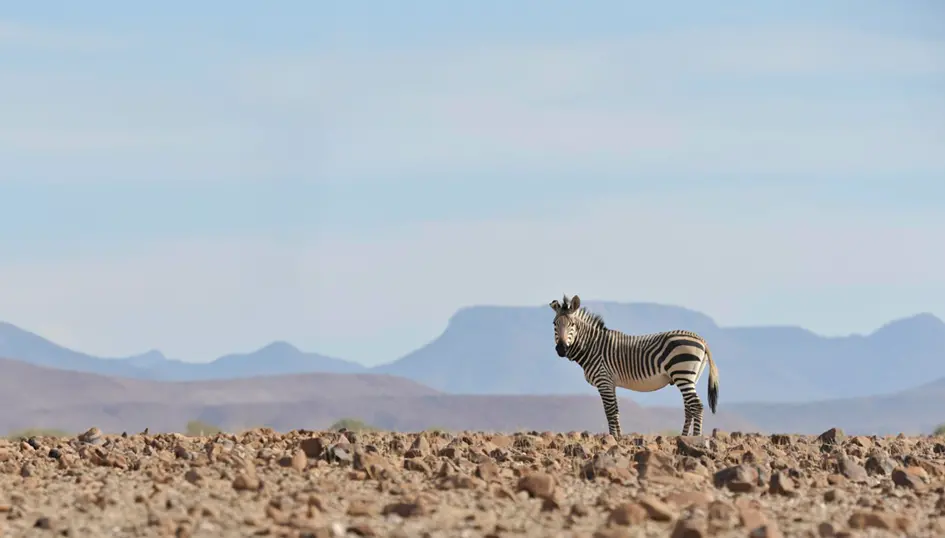 Zebra in the wild looking at the camera