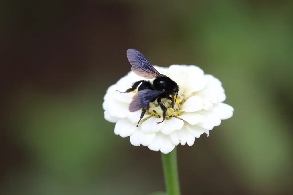 Abejorro mexicano (Bombus mexicanus)