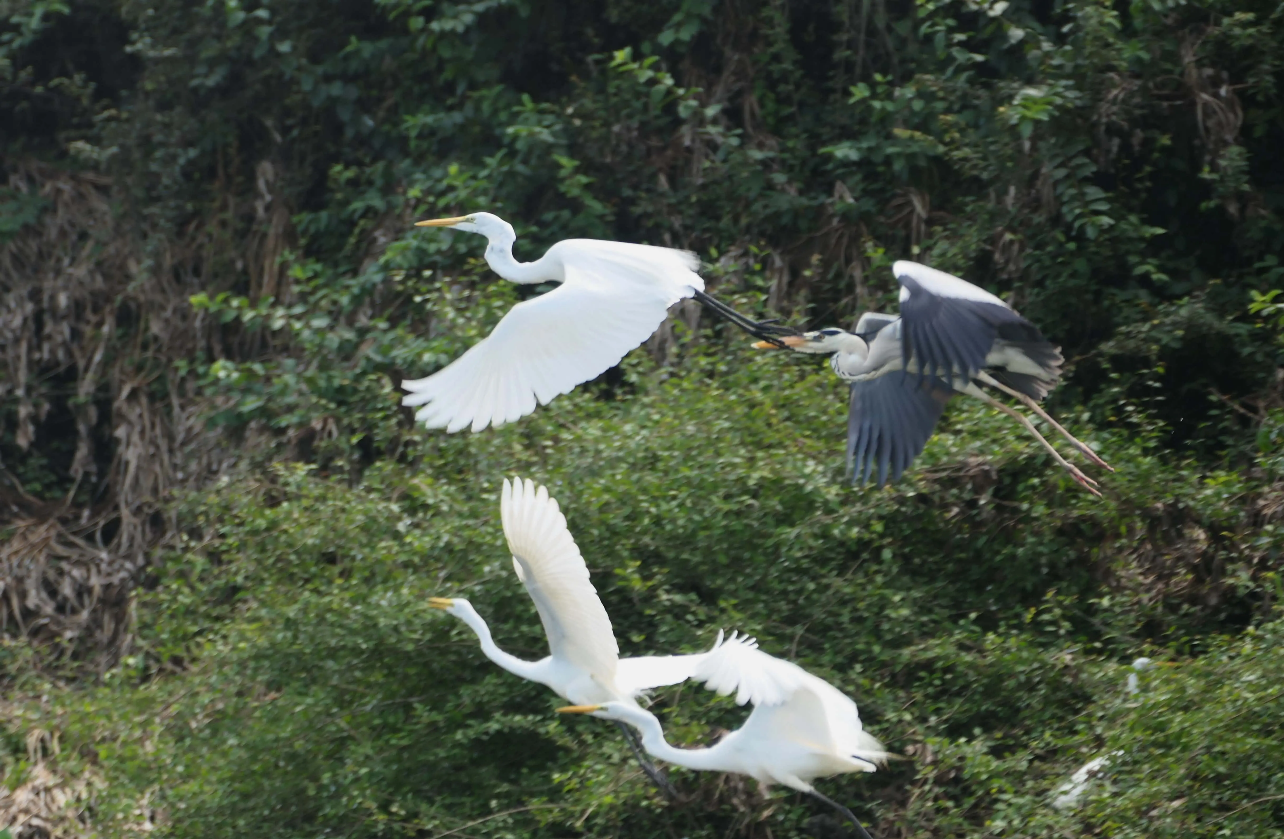 Waterbirds inflight