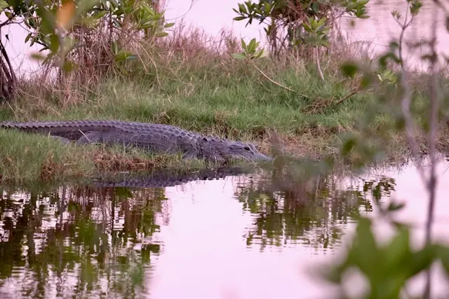 Everglades