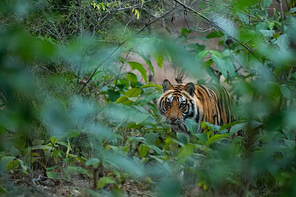 Tiger in India