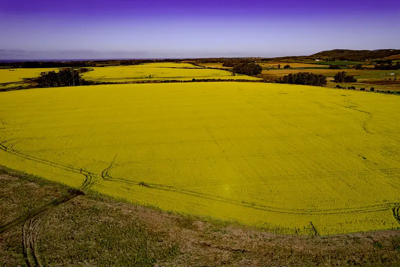 A Canola oil field in Uruguay