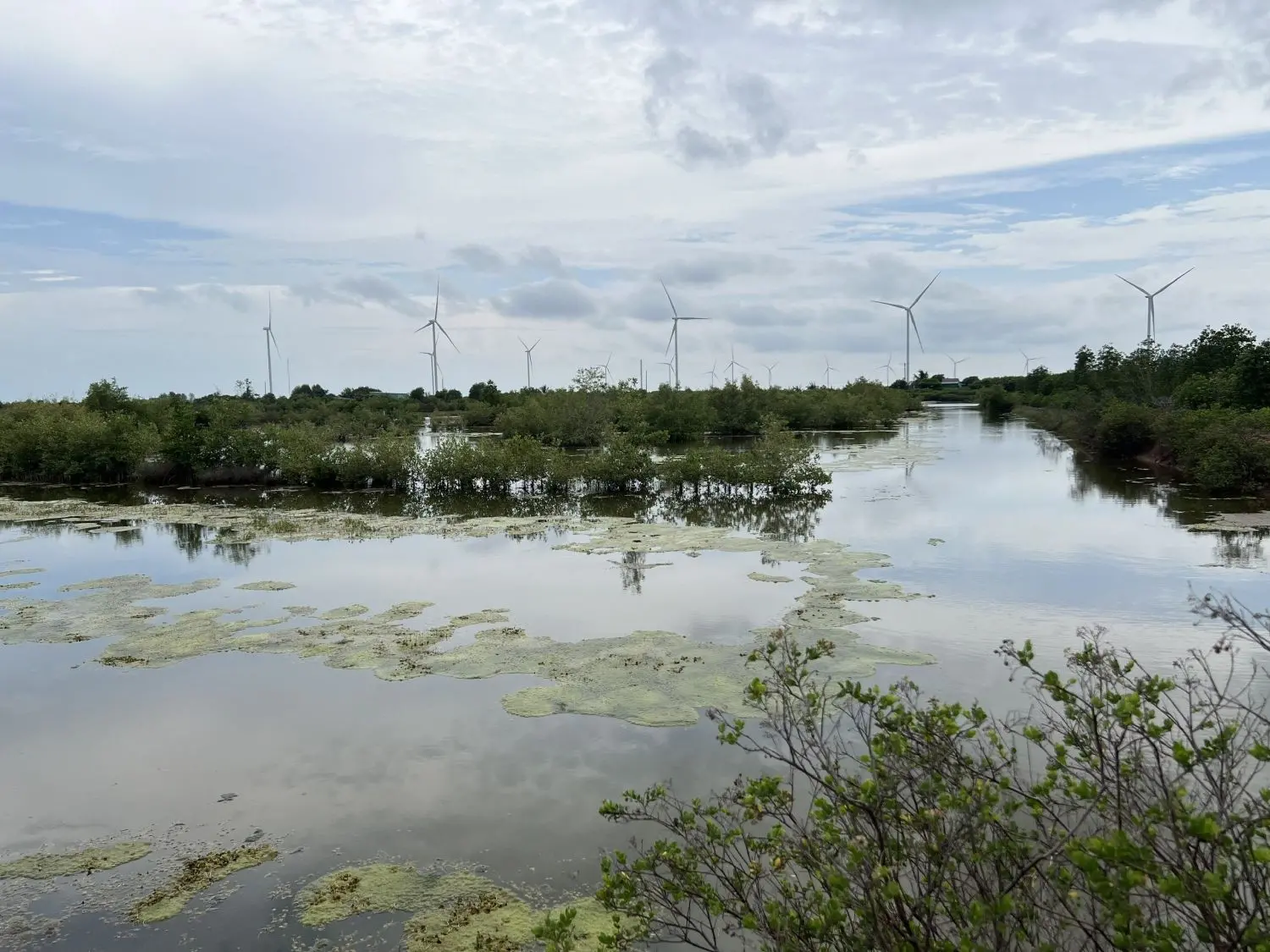 A mangrove – shrimp farm in Vinh Hau commune of Hoa Binh coastal district, Bac Lieu Province 