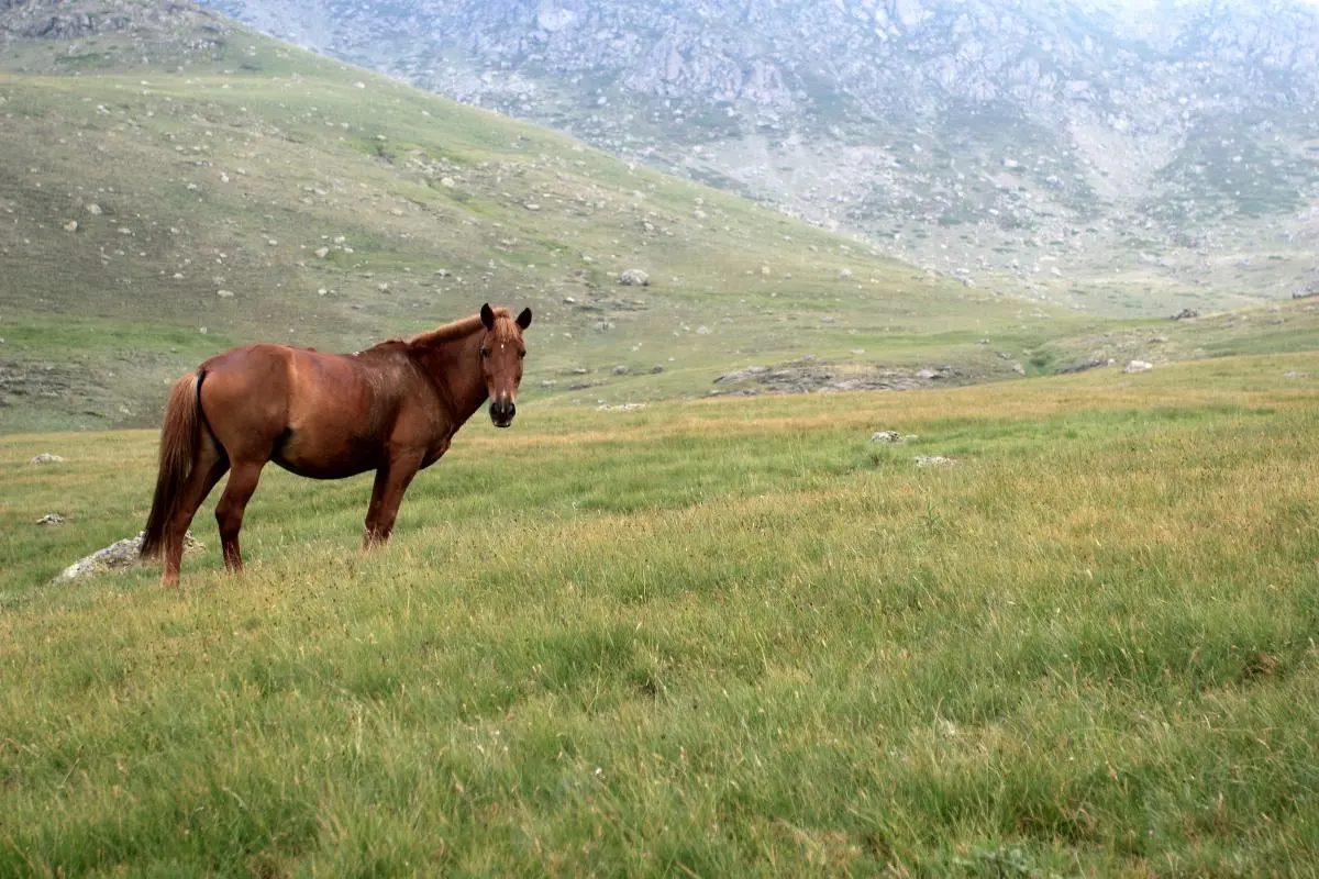 Shebenik-Jabllanicë National Park, Albania