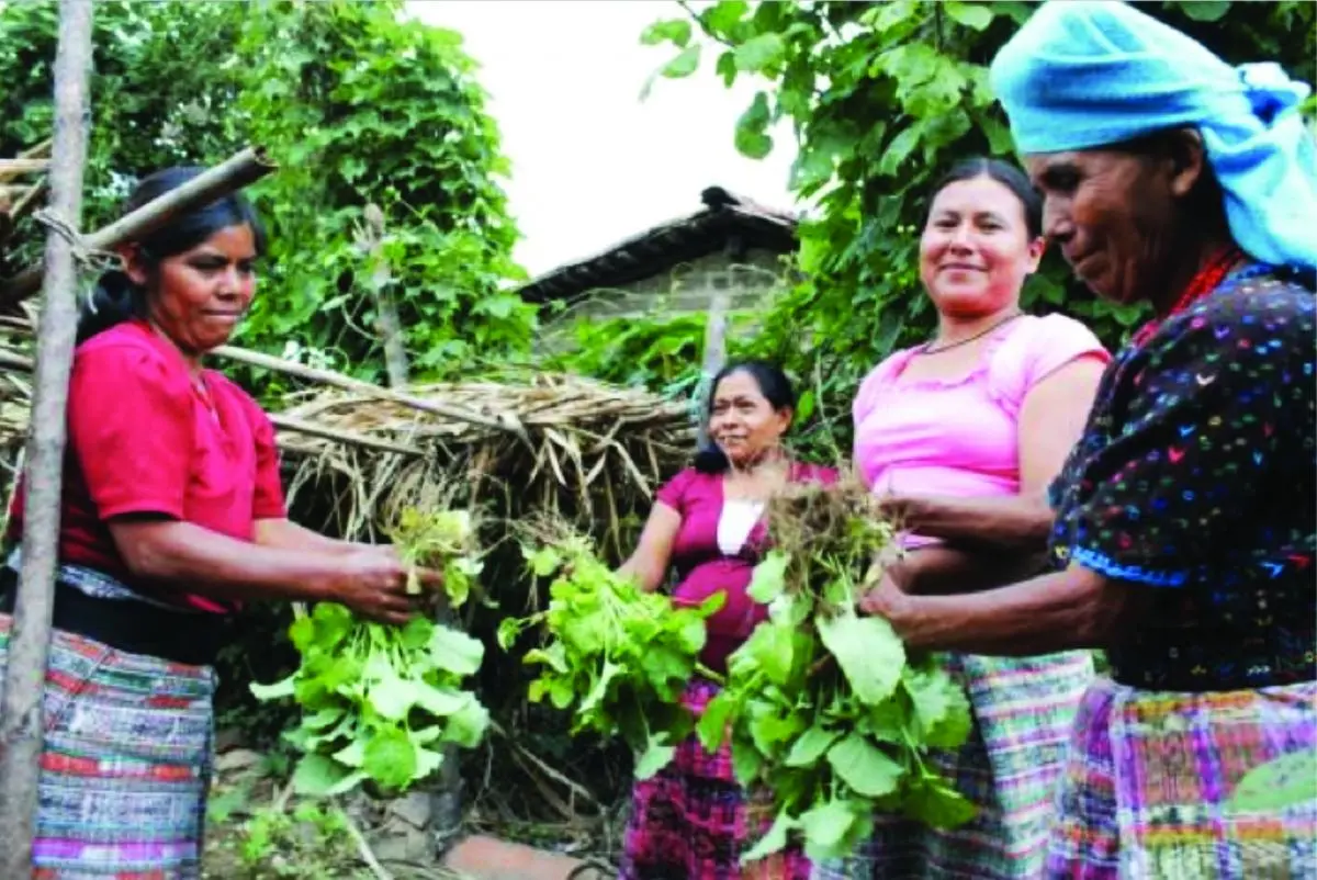 Guatemala harvesting