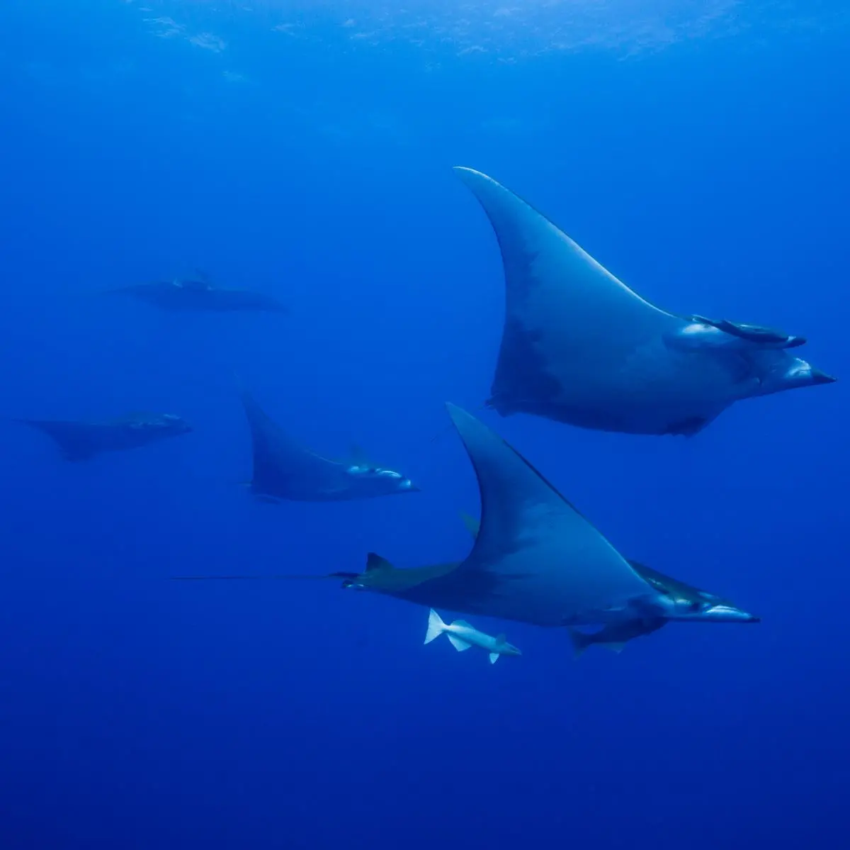 Chilean Devil Rays (Mobula tarapacana) swimming in the Azores