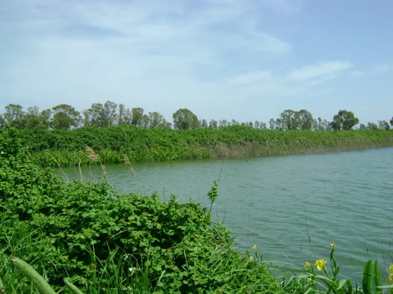 View of the WWF Oasis of Macchiagrande and Vasche di Maccarese 