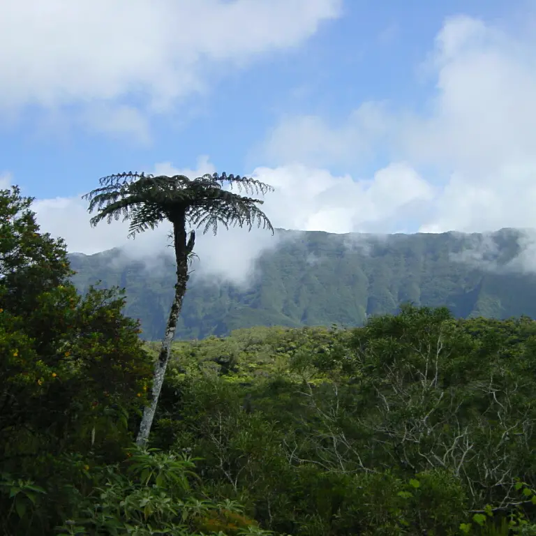 Rainforest, Reunion Island