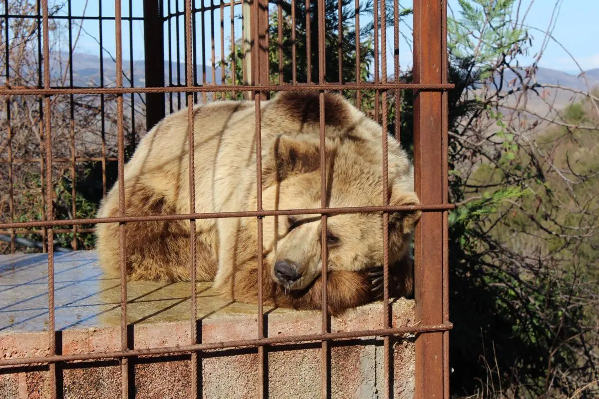 Brown Bear_in_captivity_Vlora_Albania