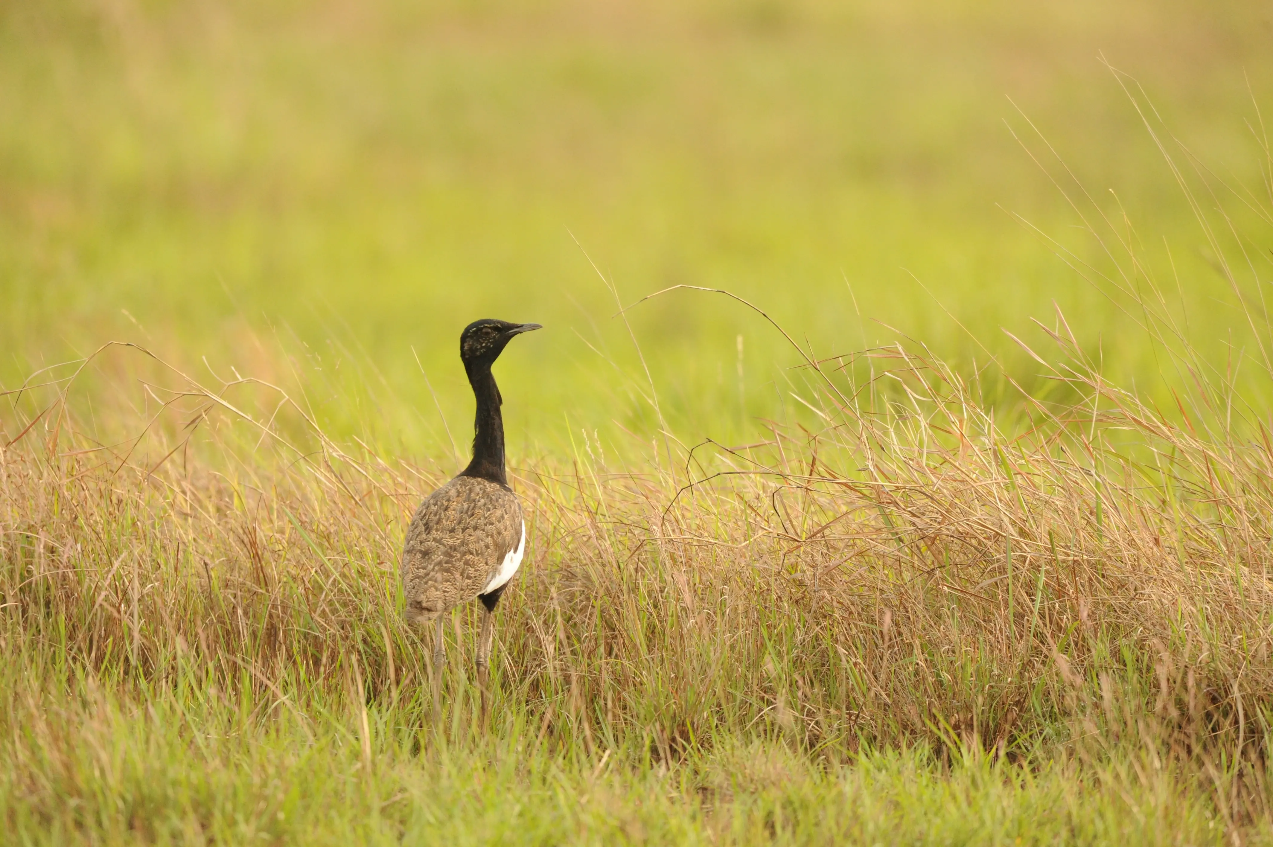 Bengal Florican