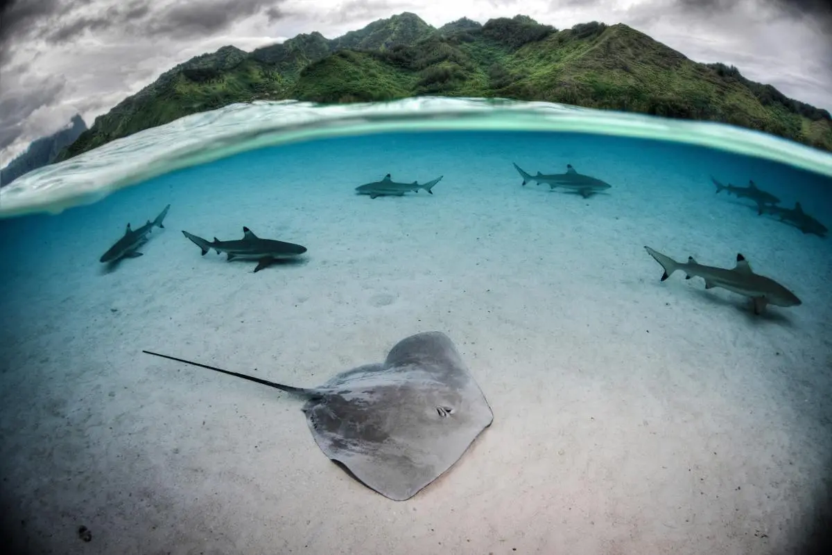 Requins et raies, Polynésie française