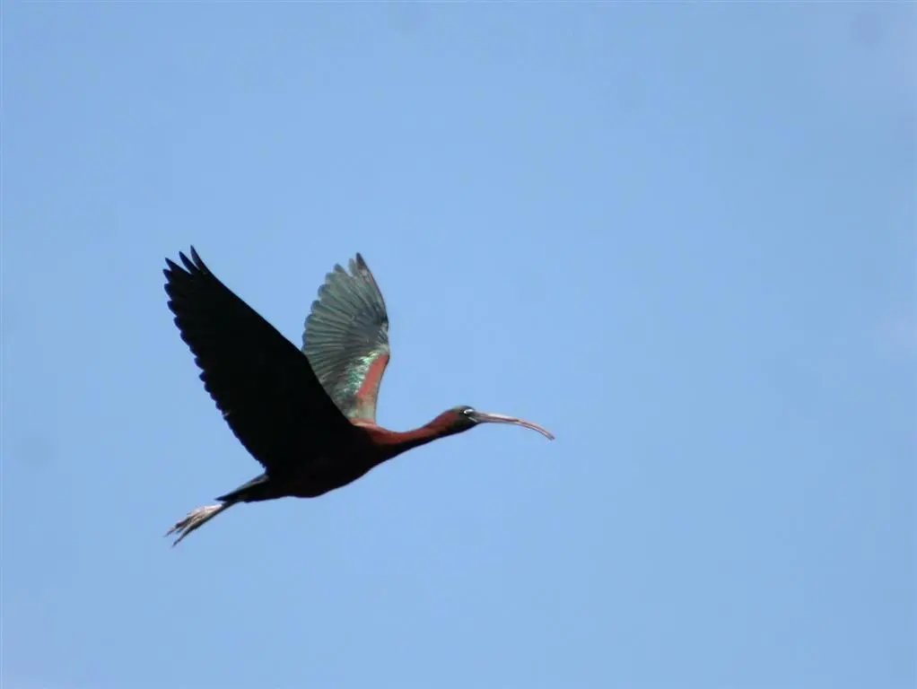 Glossy Ibis at Obedska Bara