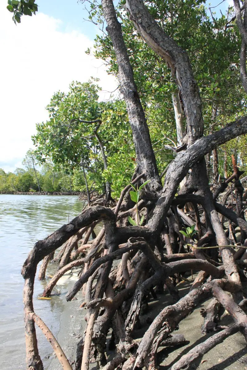 exposed mangrove root system half in water