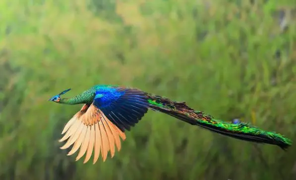 Green Peafowl (Shobuj Moyur) is a former resident of Bangladesh. No sighting of it has been reported since 1930. Conversion of its habitat and hunting were the two main reasons for the decline of its population to zero. 