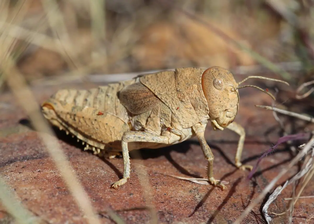 Prionotropis rhodanica (Crau Plain Grasshoppper)