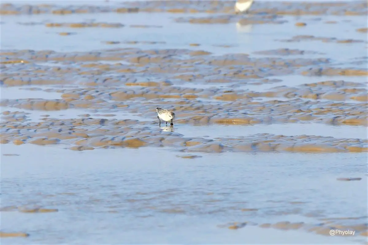 A spoon-billed sandpiper on mudflats in the Gulf of Mottama