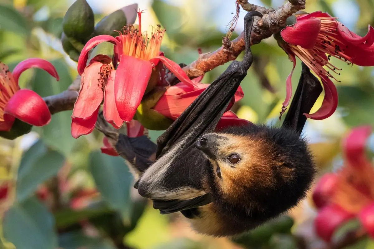Mauritius fruit bat 