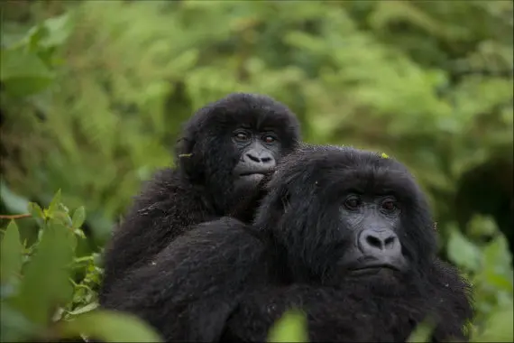 Mountain Gorilla