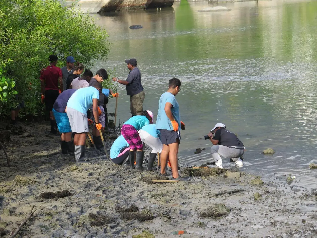 Wildlife club members at Independent school receiving training and planting mangrove seedlings in the wetland site 