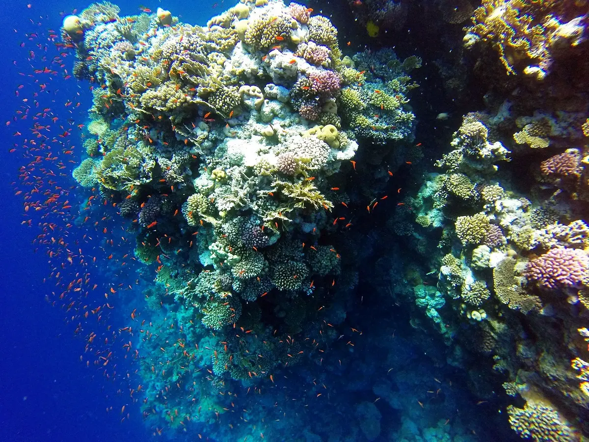 Coral reef in Ras Mohammed National Park