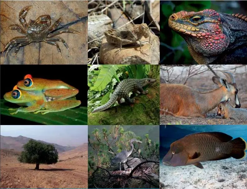 IUCN SSC Guidelines for Species Conservation Planning