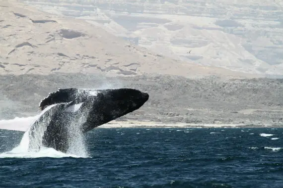Arabian Sea Humpback Whale (Megaptera novaeangliae Arabian Sea subpopulation), Oman