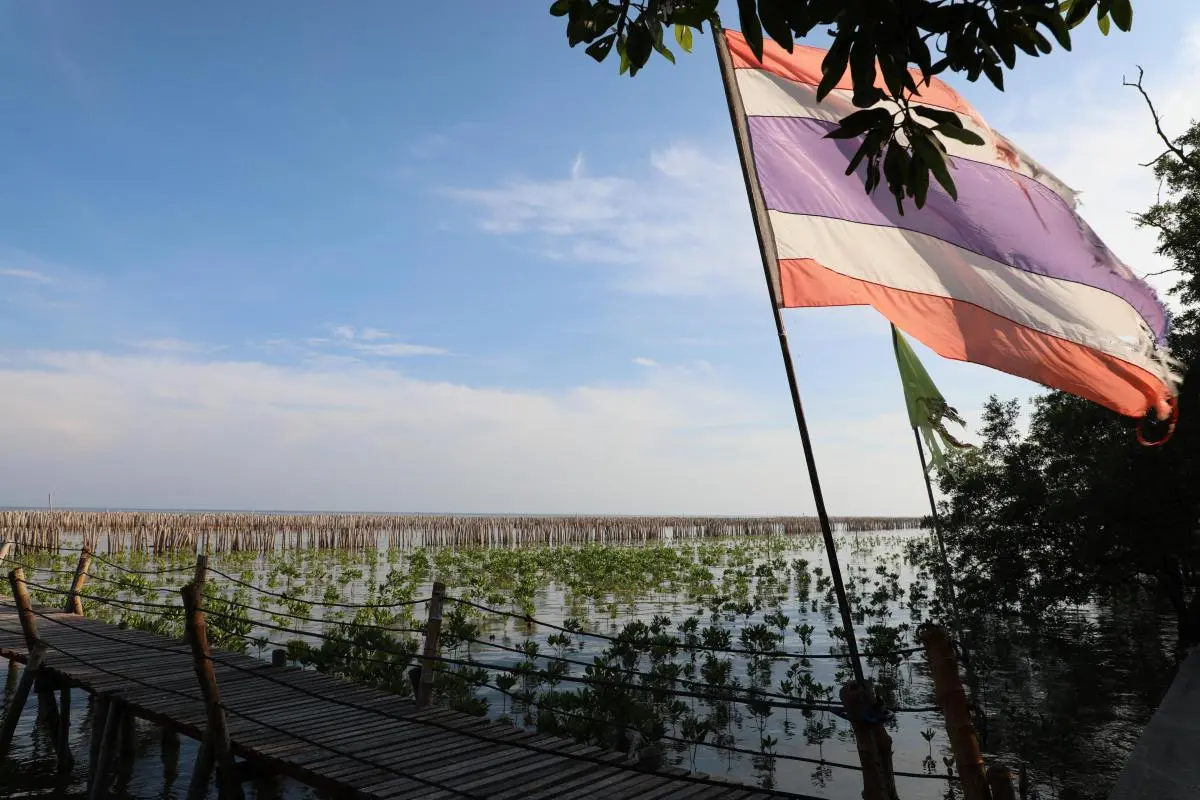 Mangrove EcoDRR Thailand seedling coastal resilience