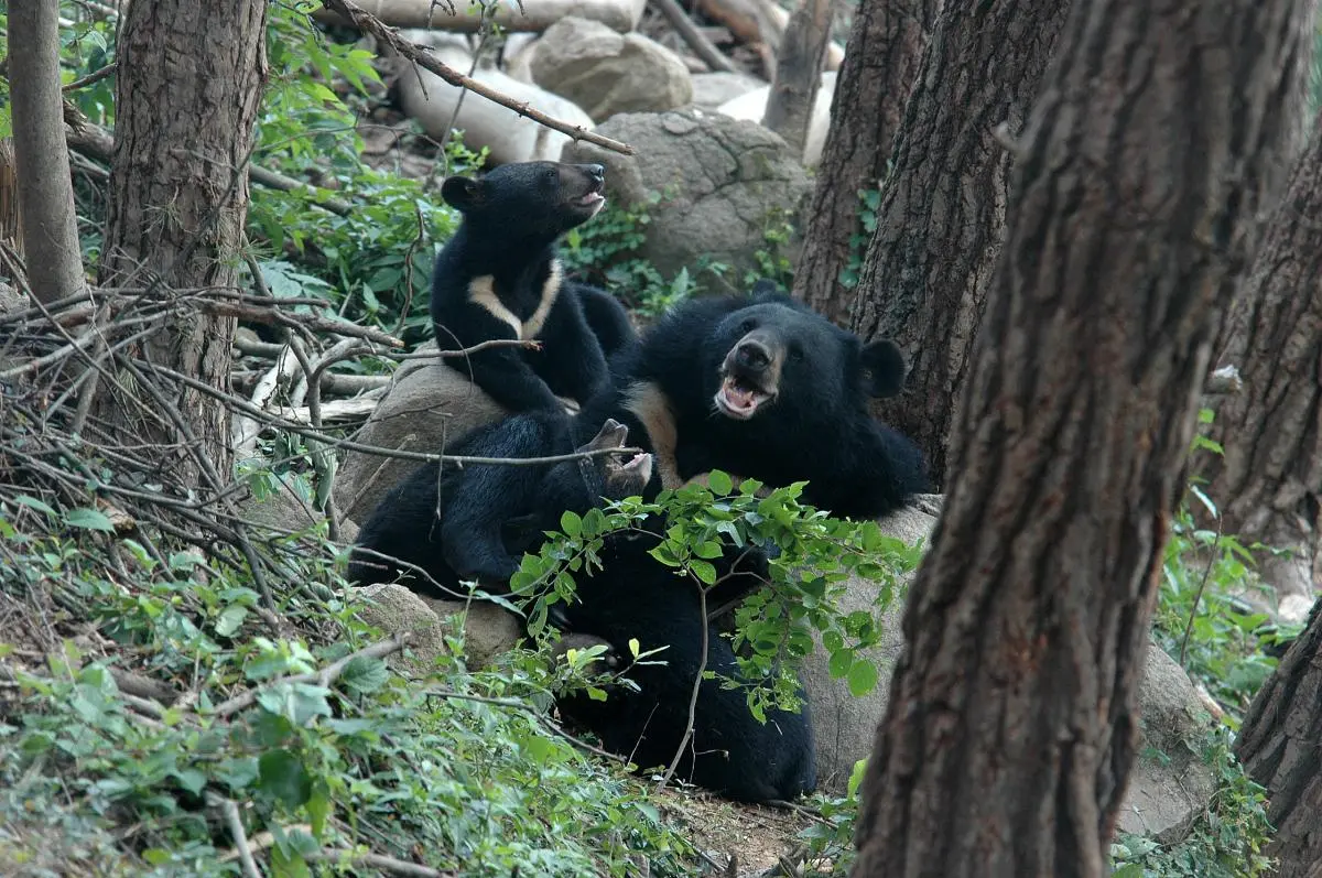 Asiatic black bear In Jirisan National Park, Republic of Korea