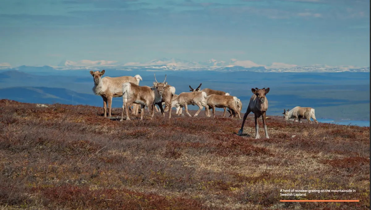 A herd of reindeer grazing on the mountainside in Swedish Lapland - Mobile Pastoralism