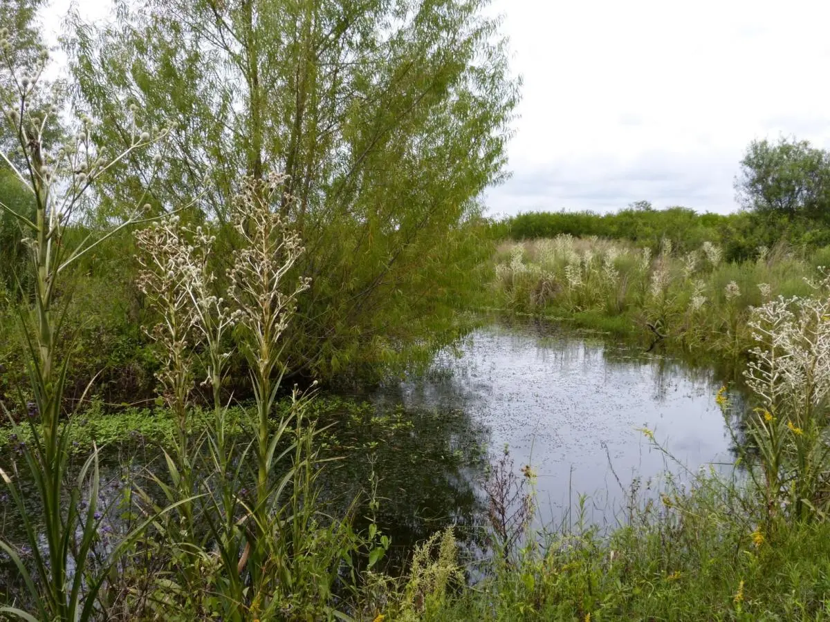 Wetland