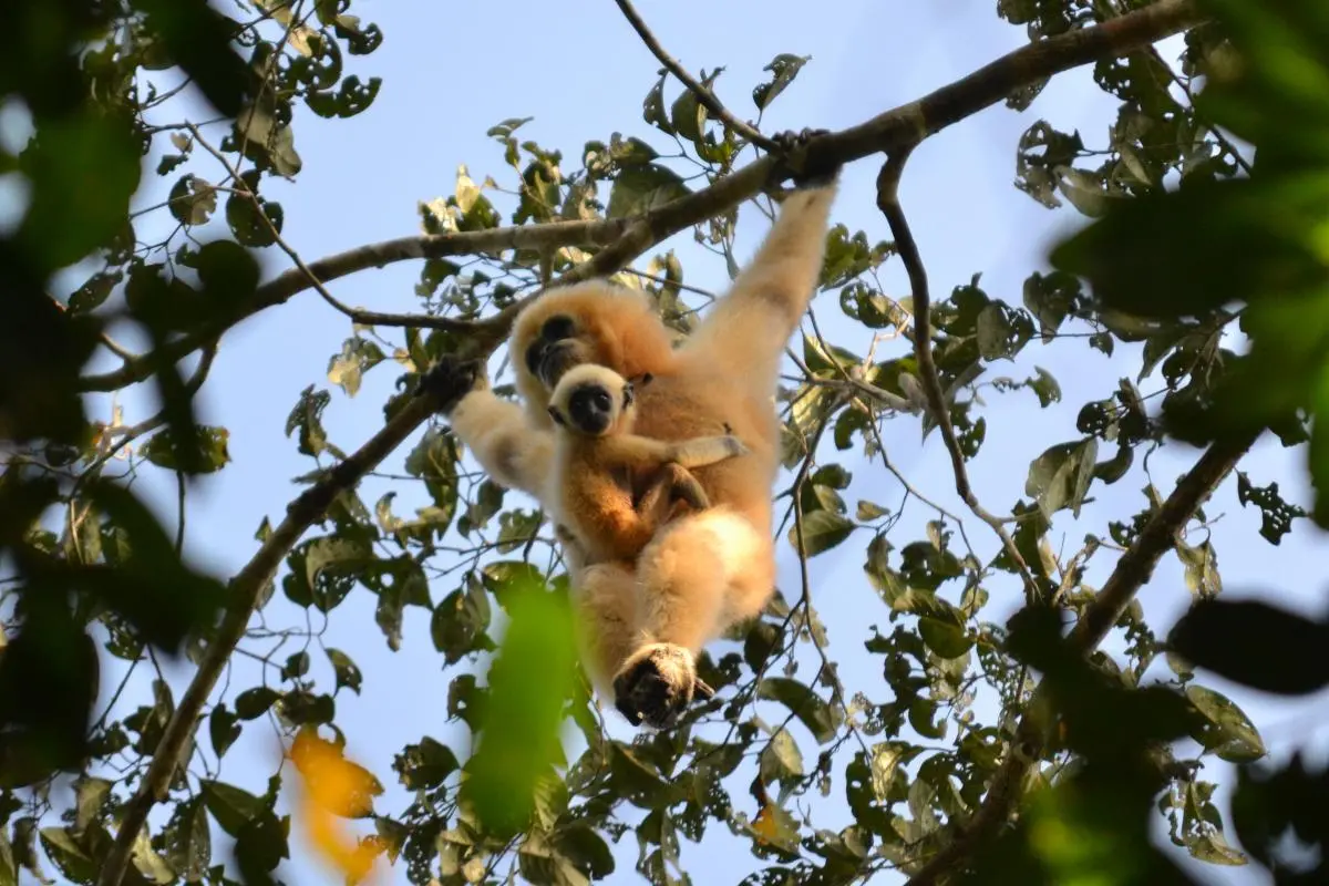 Female Northern-Yellow cheeked Gibbon and her baby