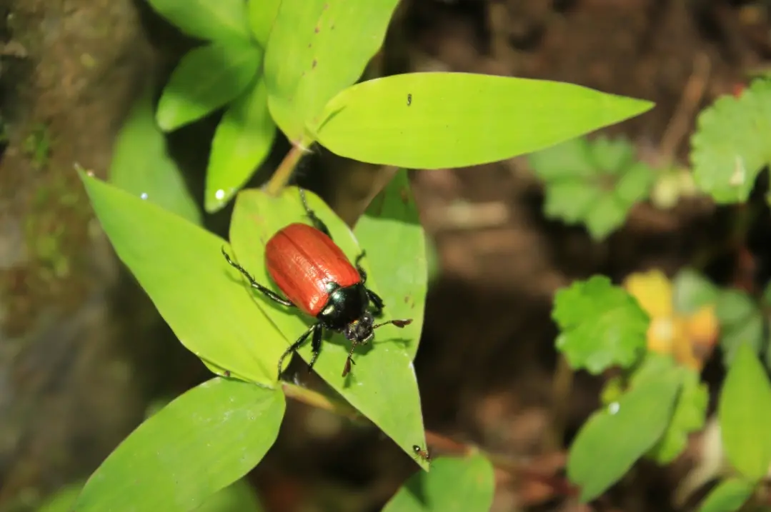 Jeju Beetle (Chejuanomala quelparta)