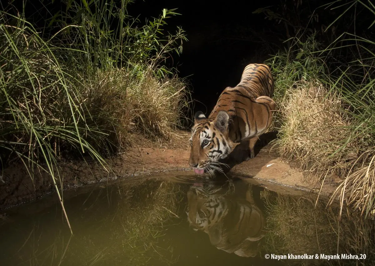 Tiger in watering hole