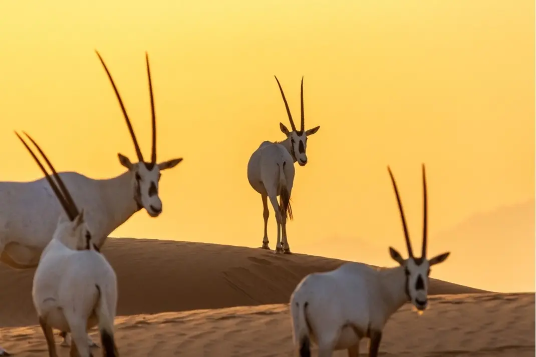 Oryx - UAE