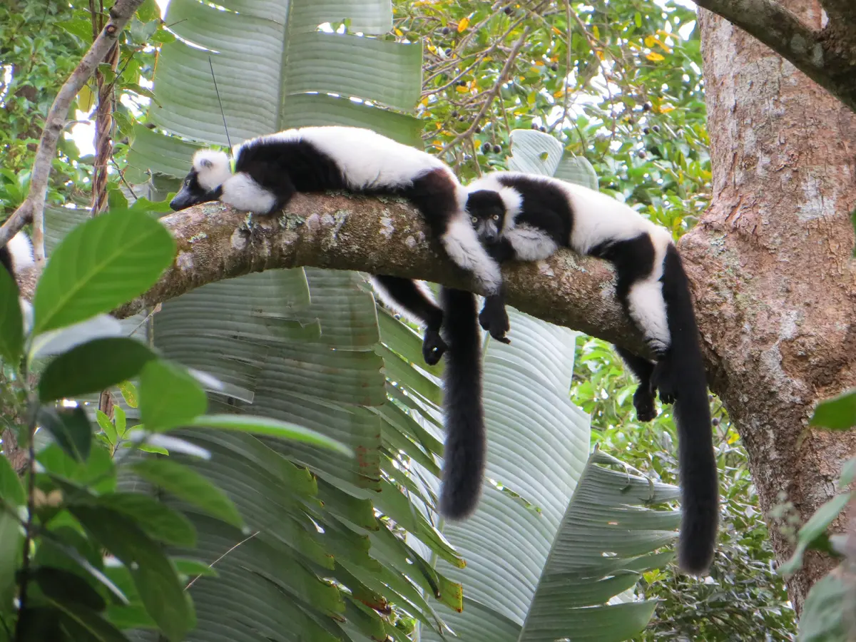 Two Black-and-white Ruffed Lemurs