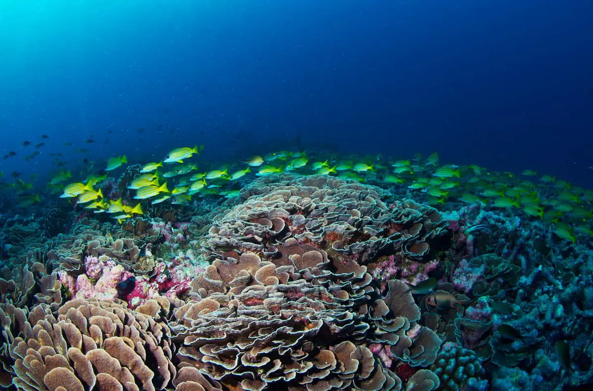 FIsh near a coral reef in the Seychelles