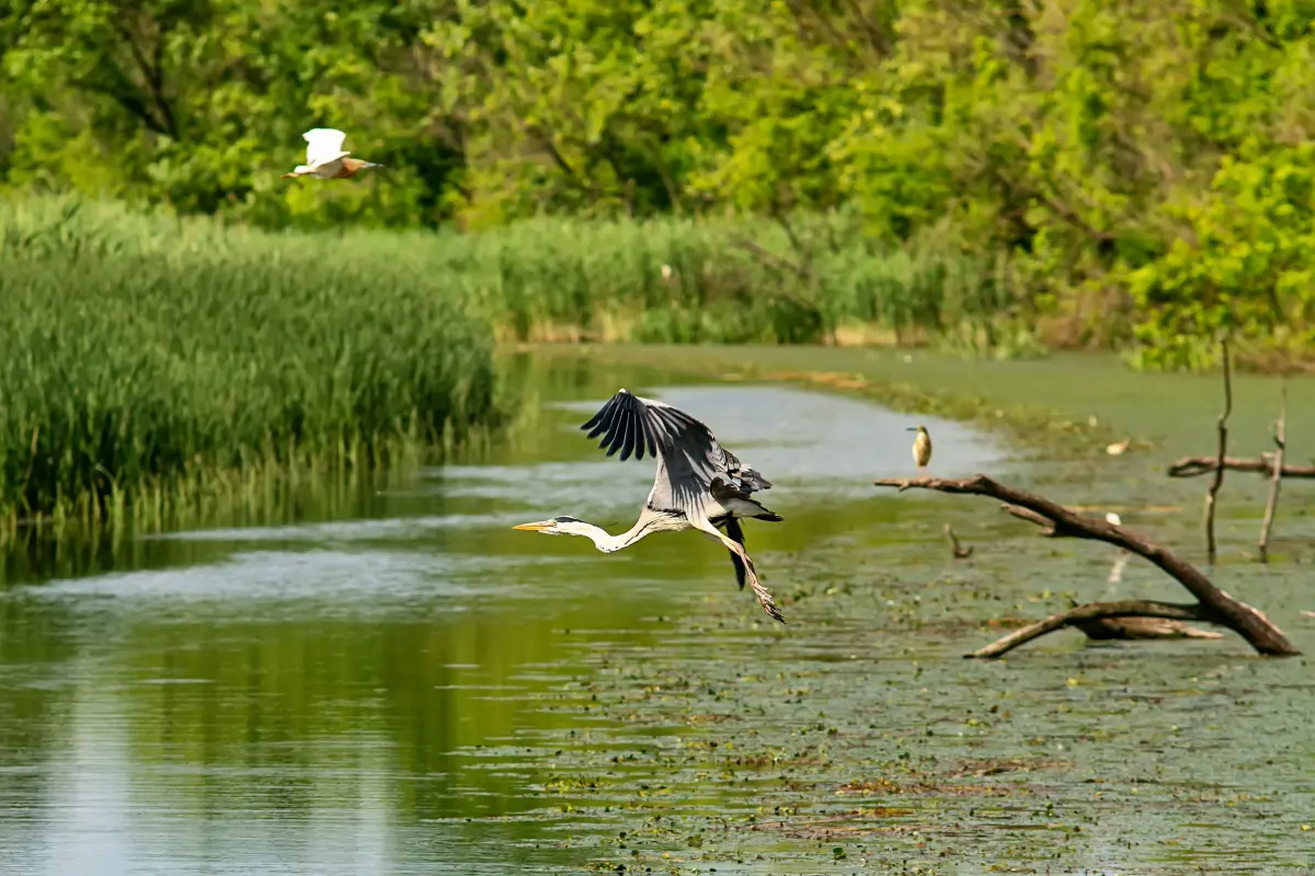Grey heron, Slovenia 
