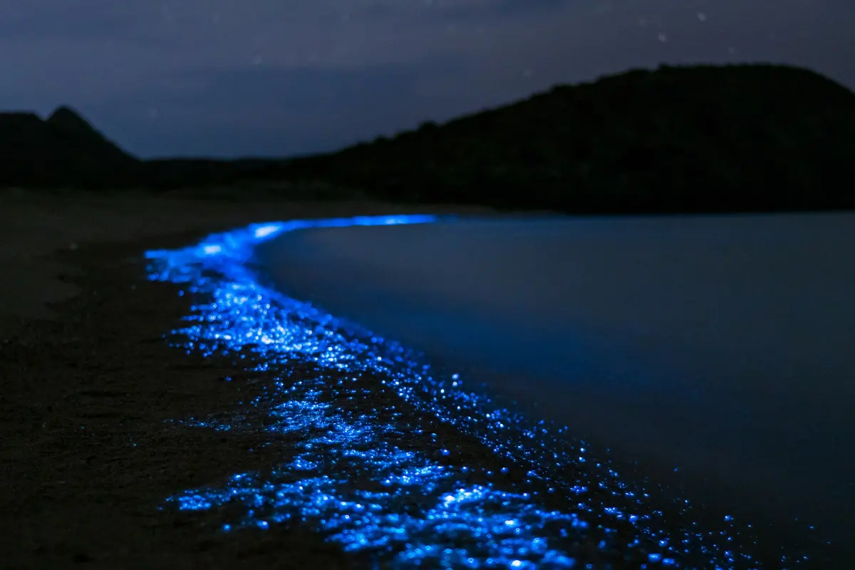 Plankton bioluminescence 