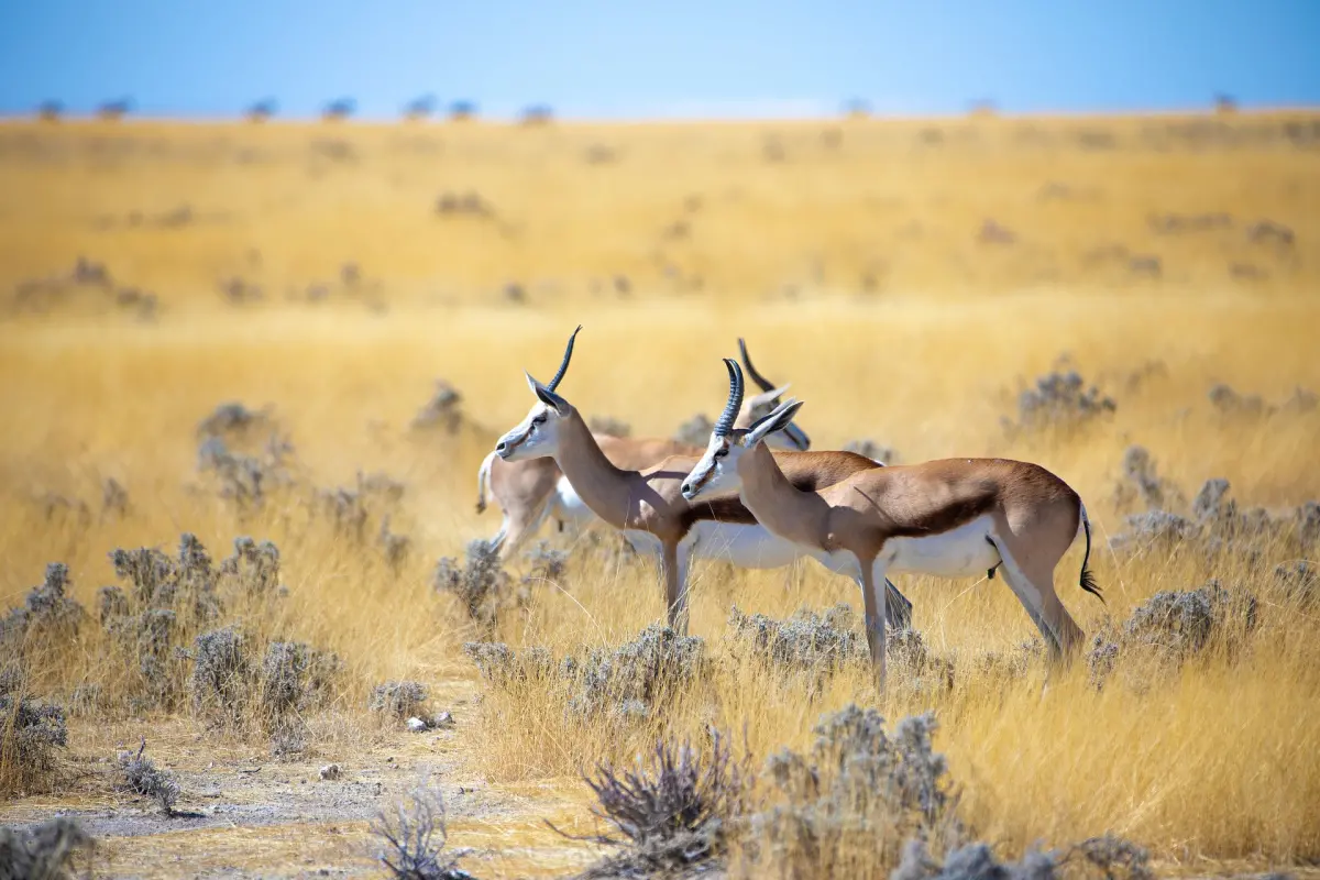 Springbok