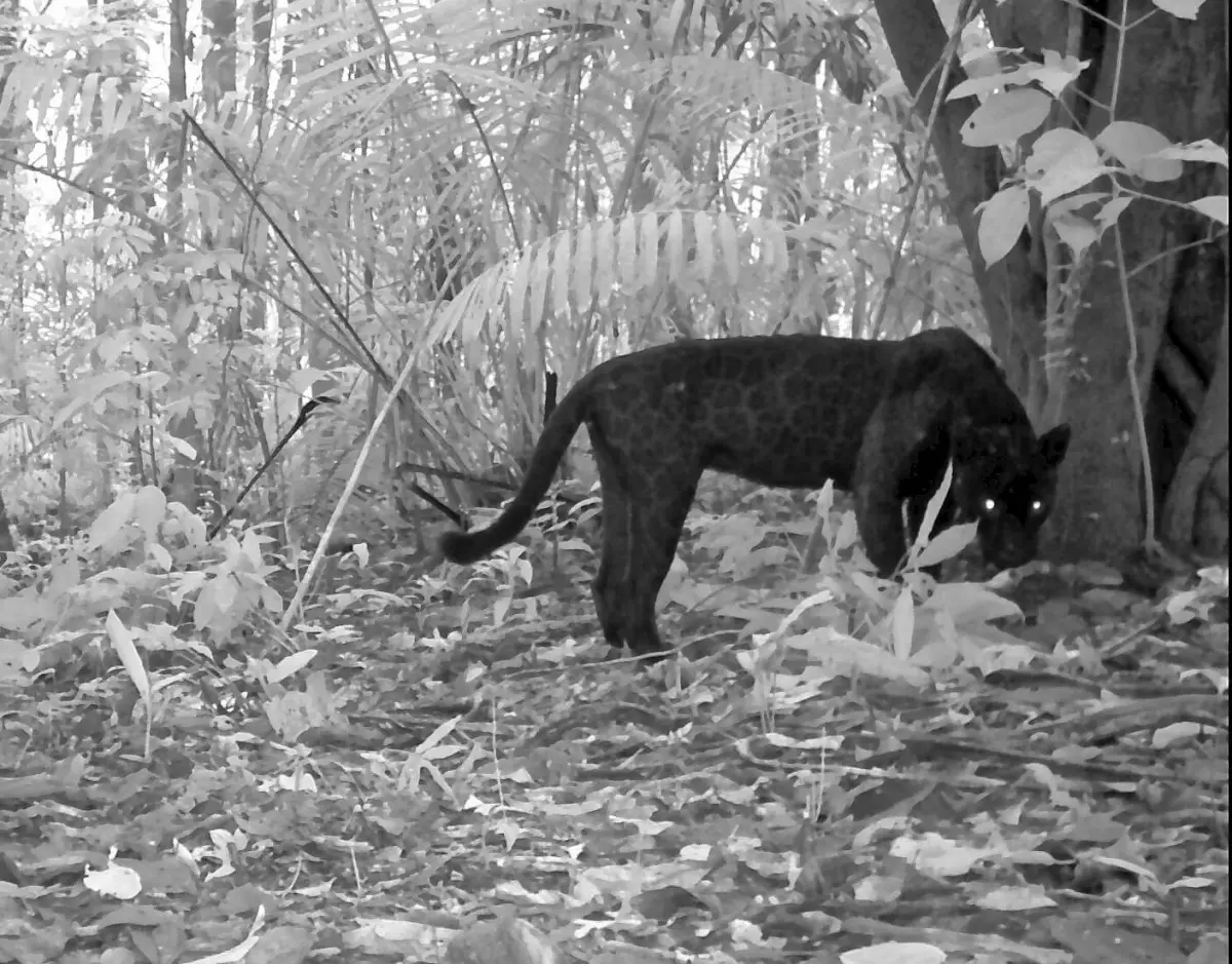 The black jaguar and the guardian of the forest