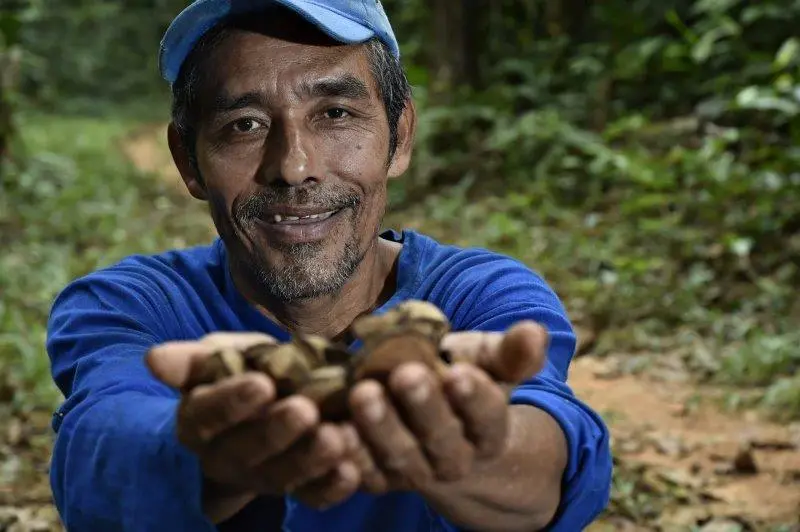 Castaña-WWF - Bolivia  RNVSA Manuripi