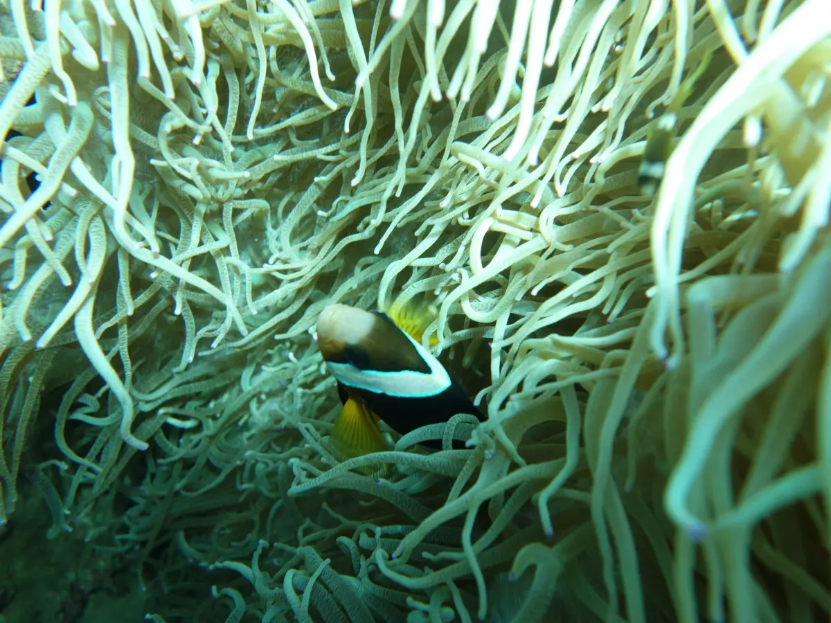 Clownfish in Nam Du 