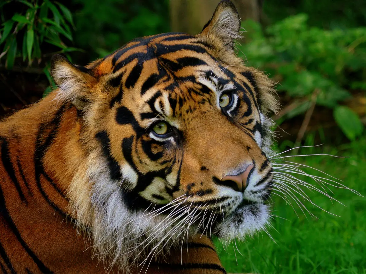 Sumatran tiger