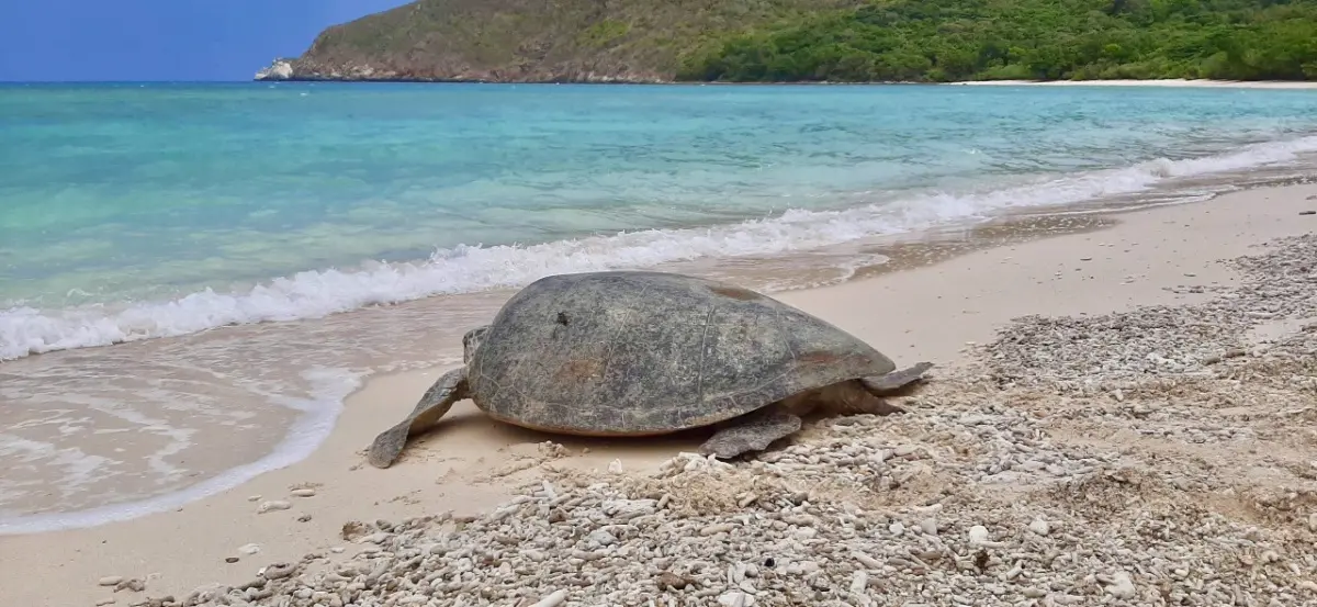 A sea turtle heading to the sea in Con Dao NP