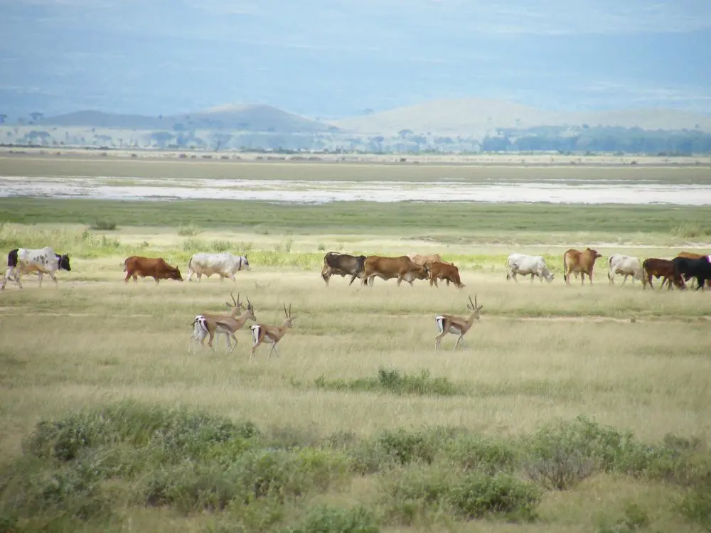 Amboseli - Kenya