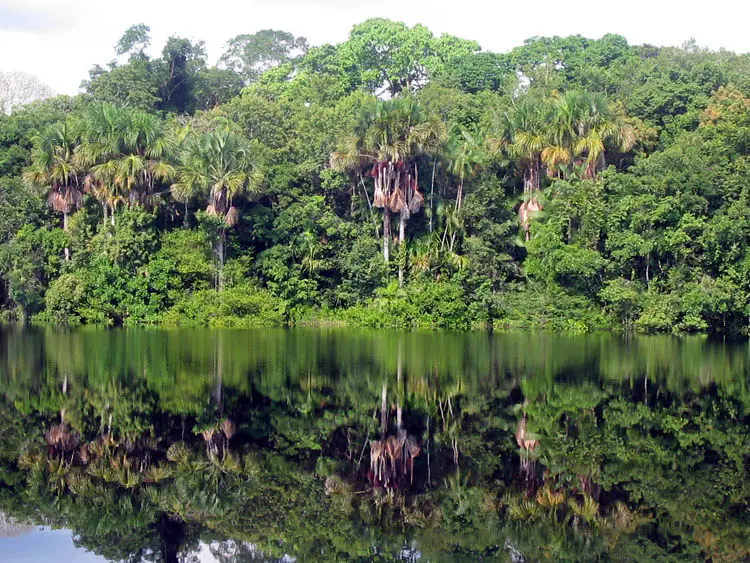 The reflection of the rainforest in the black waters of the Amazon, Brazil