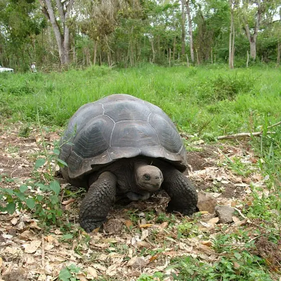 A Galapagos tortoise in the Galapagos, Ecuador.