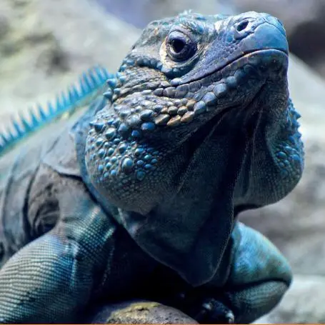 Grand Cayman Blue Iguana (Cyclura lewisi), a species endemic to Cayman Islands and listed as Critically Endangered on the IUCN Red List of Threatened Species™