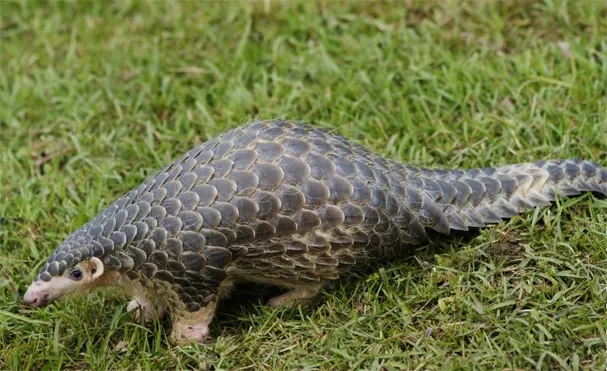 Chinese Pangolin