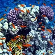 Arrecife coralino en el Caribe